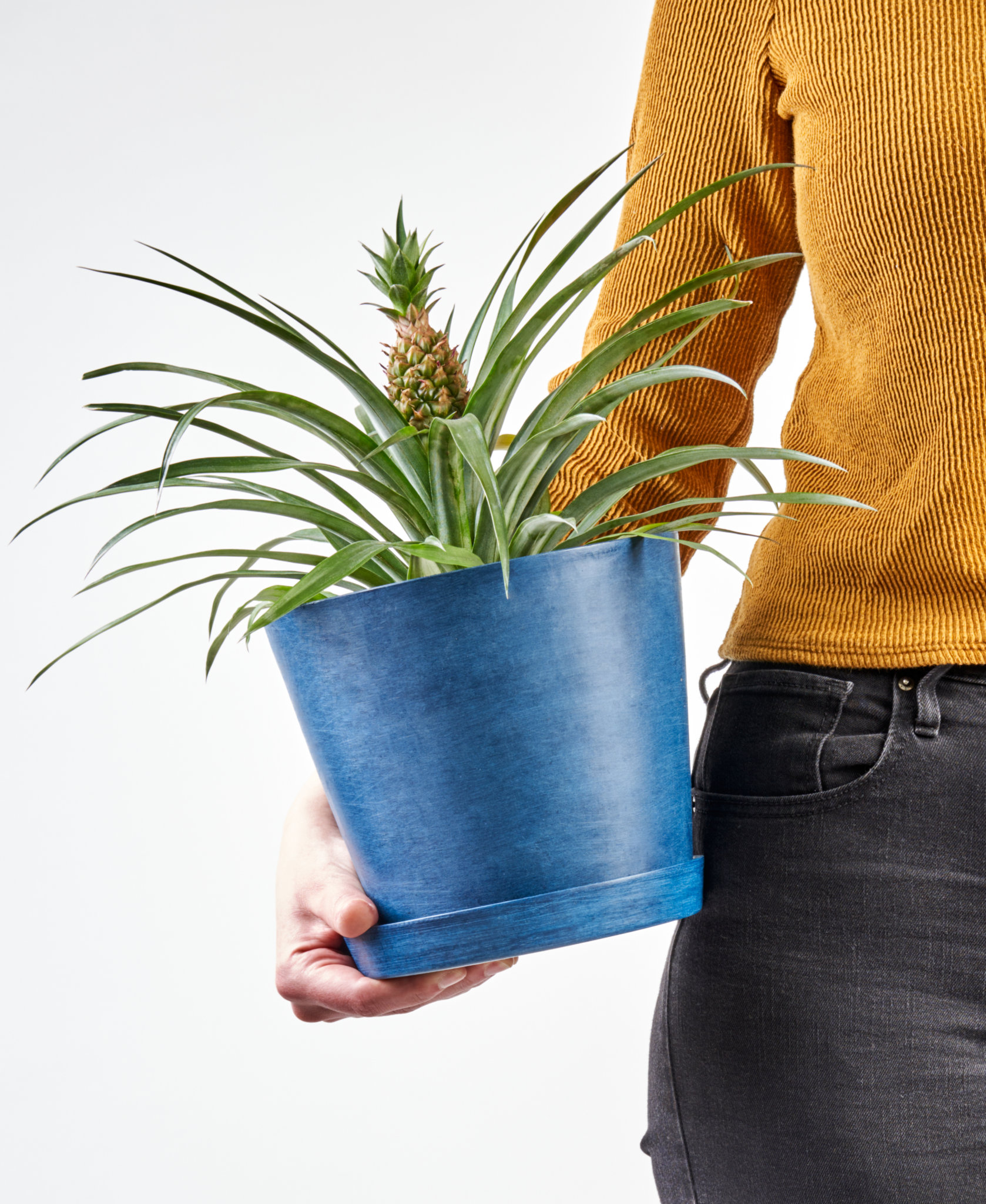 Buy Potted Bromeliad Pineapple Indoor Plant Bloomscape