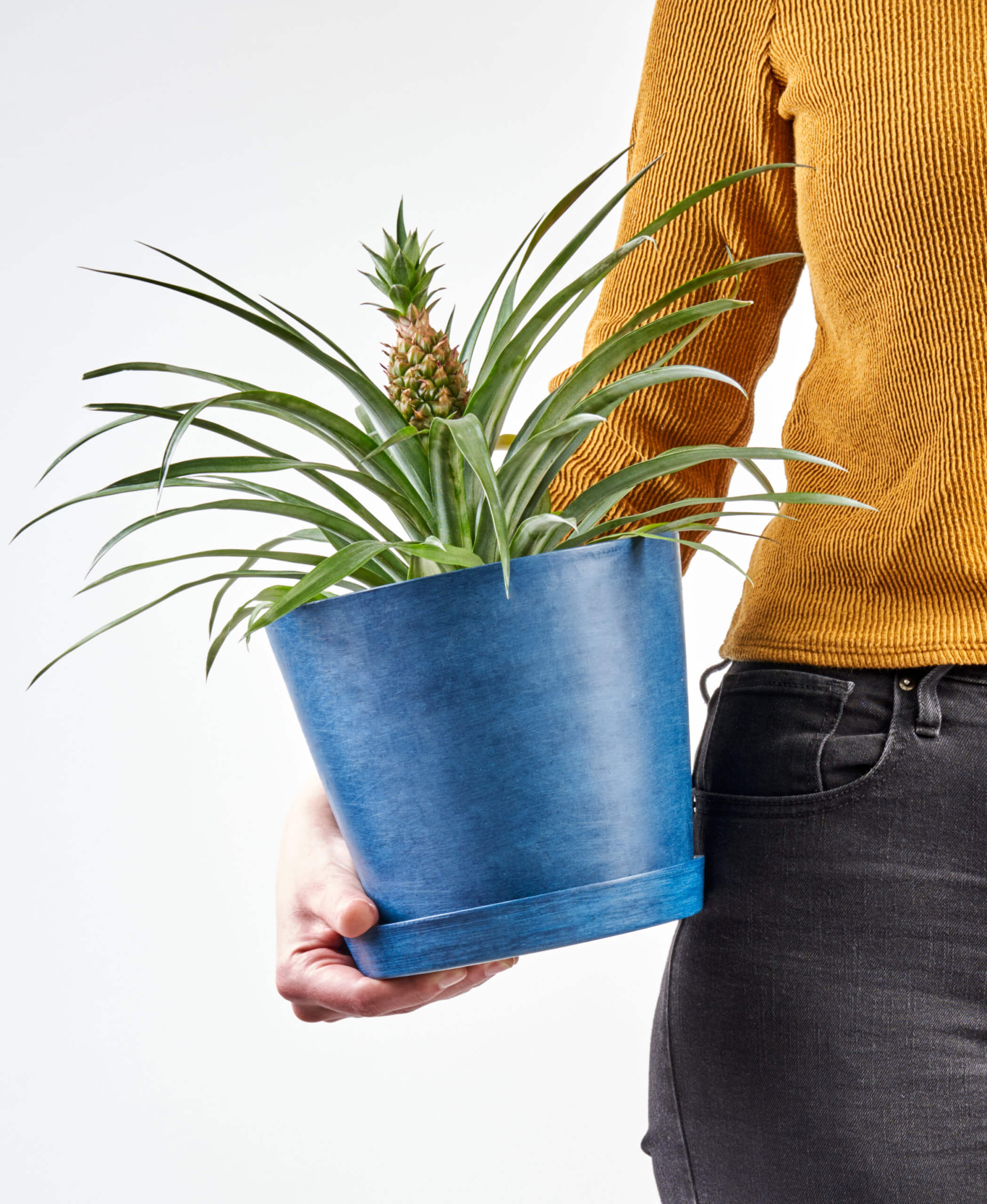 Buy Bloomscape Potted Bromeliad Pineapple Buy Bloomscape Bromeliad Pineapple Indoor Plant