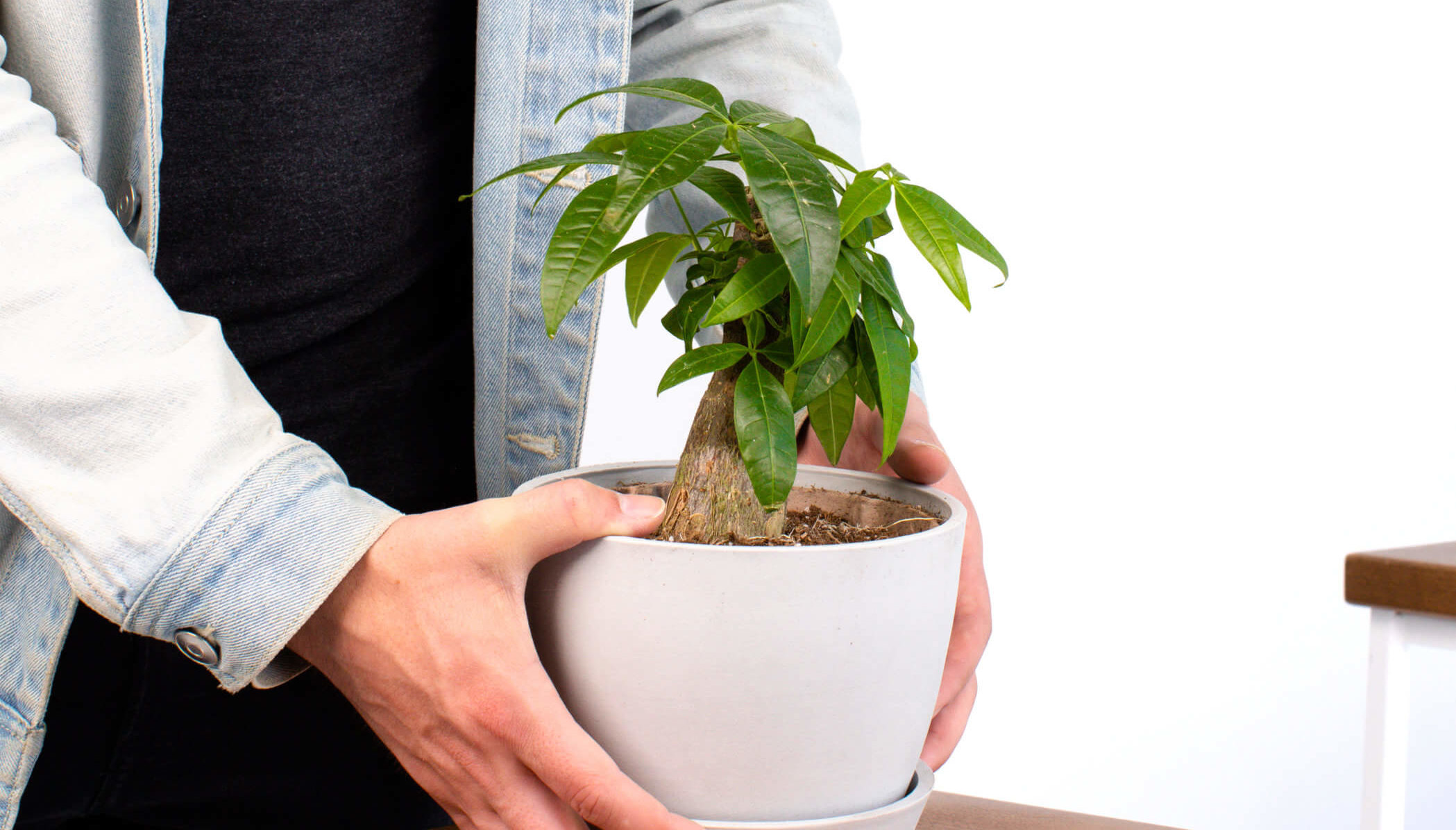 Mini Money Tree in pot held in hands