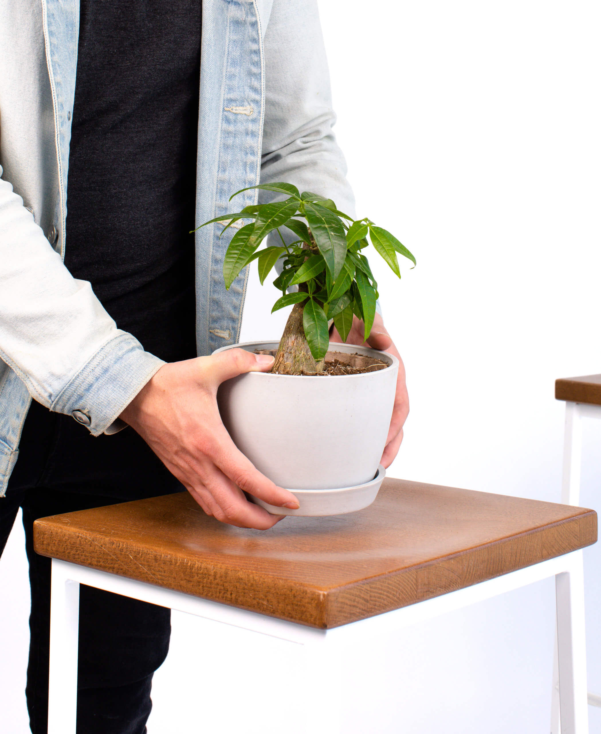 Buy Potted Mini Money Tree Indoor Plant | Bloomscape