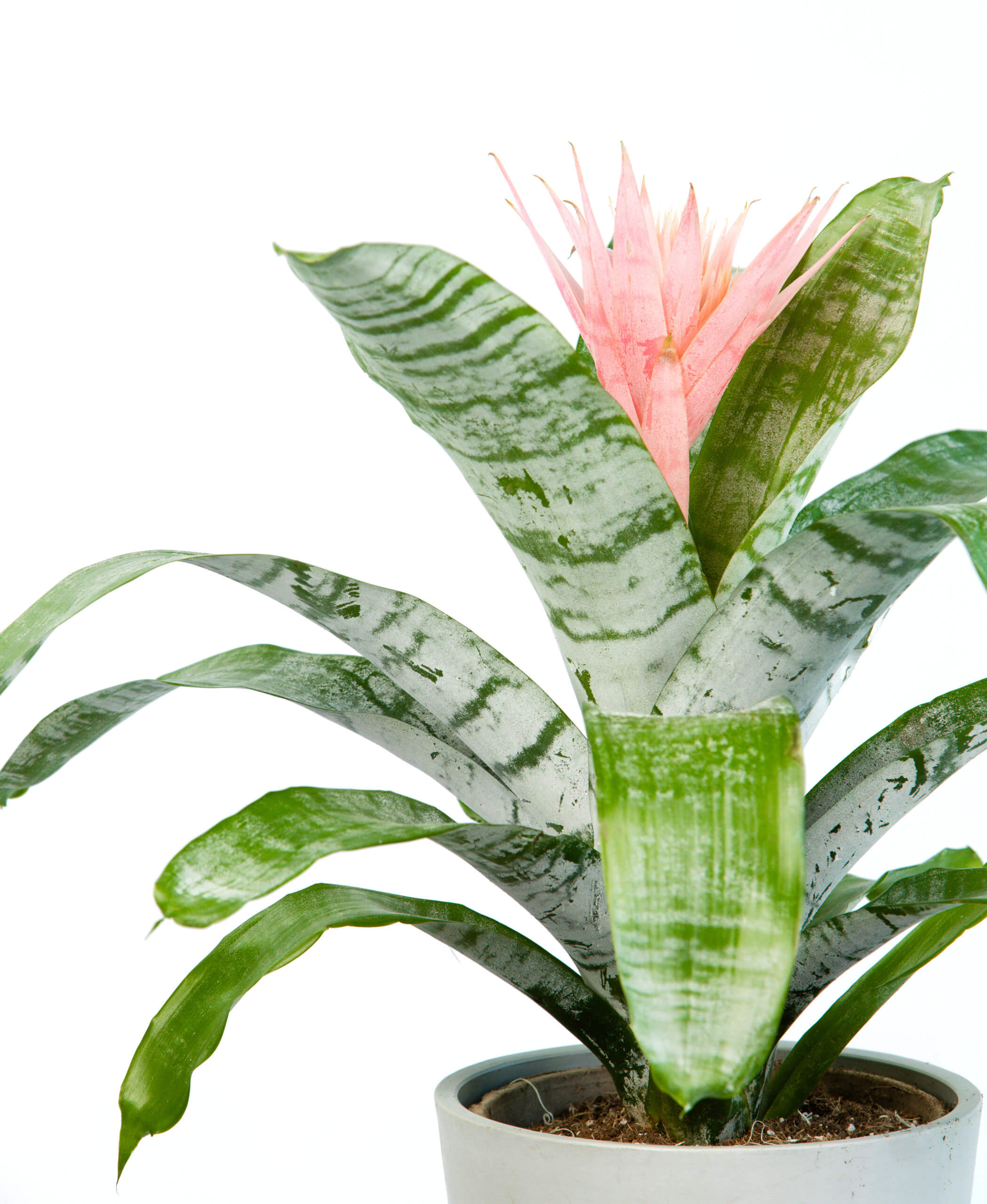 Why are the leaves on my Bromeliad brown, dry, and crispy? - Bloomscape
