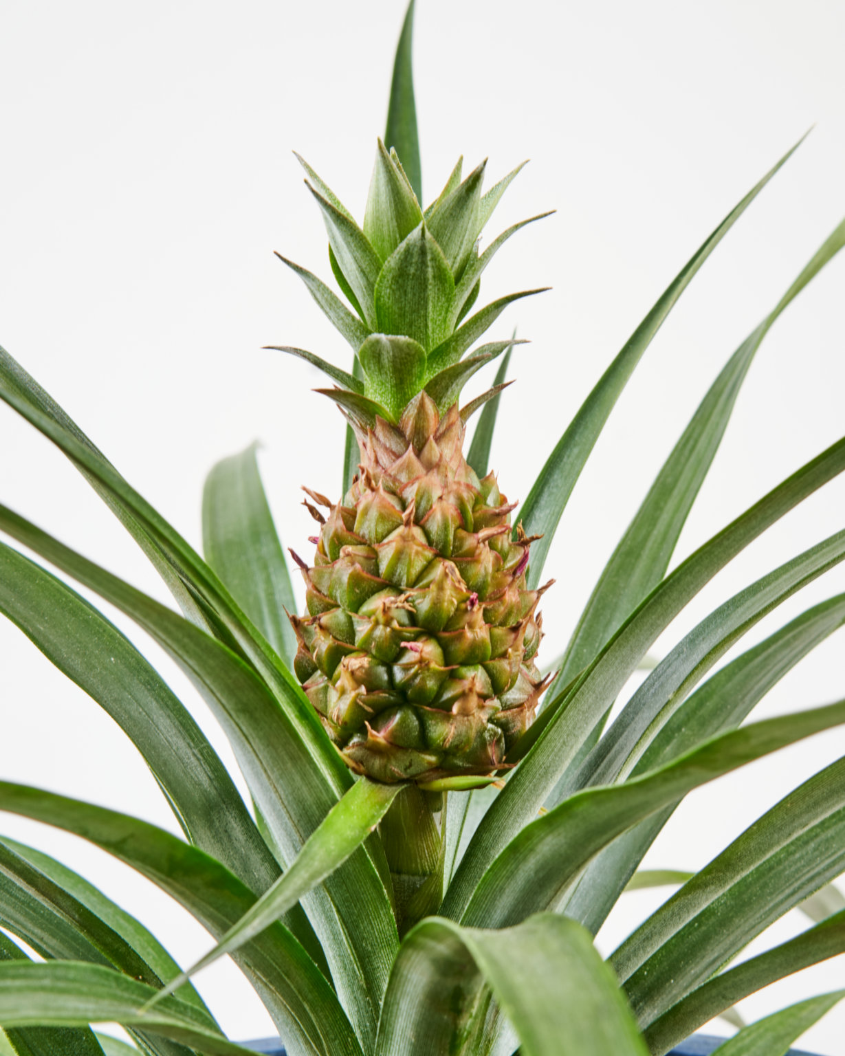 Buy Potted Bromeliad Pineapple Indoor Plant Bloomscape