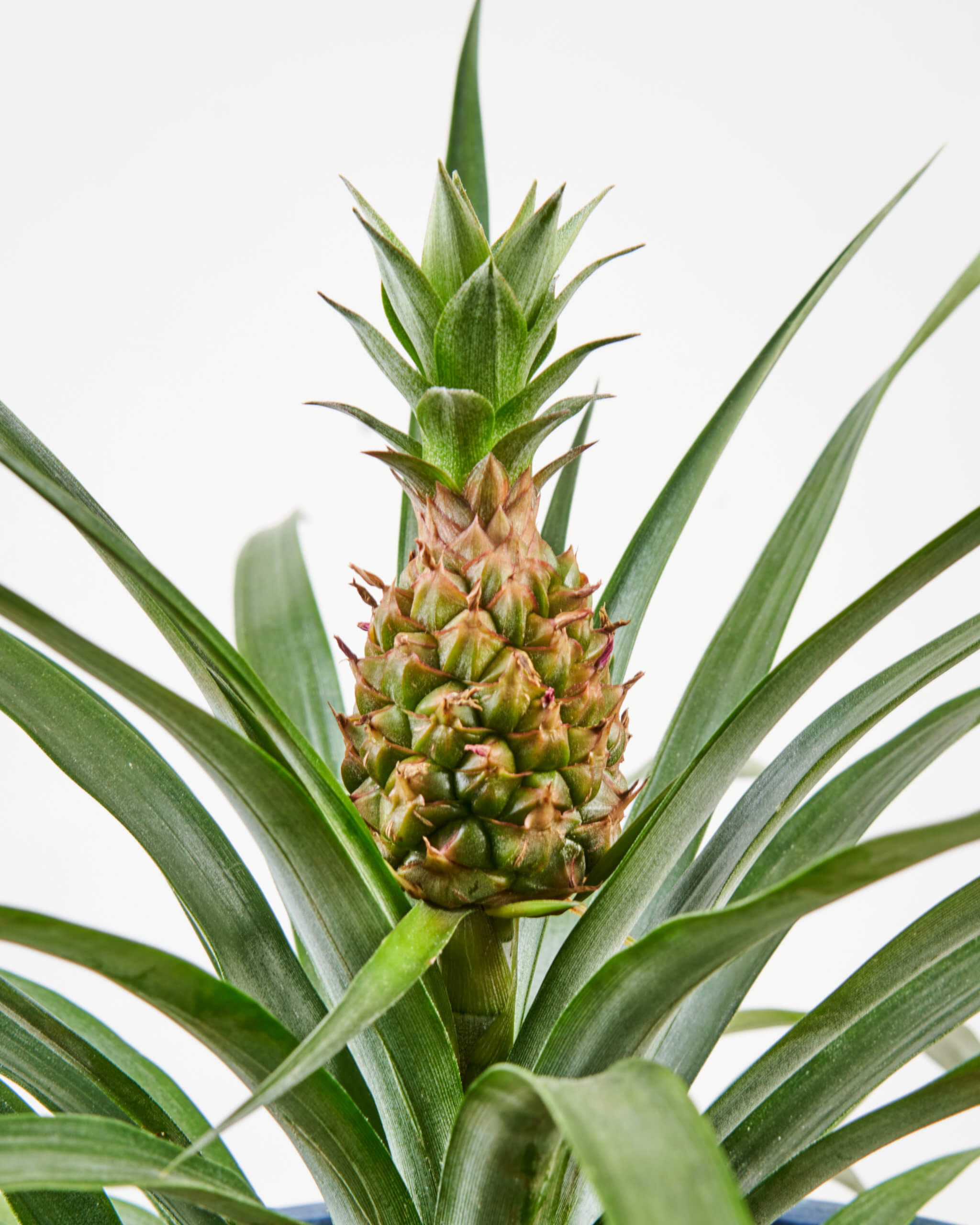 Buy Potted Bromeliad Pineapple Indoor Plant Bloomscape Buy Potted Bromeliad Pineapple Indoor Plant Bloomscape