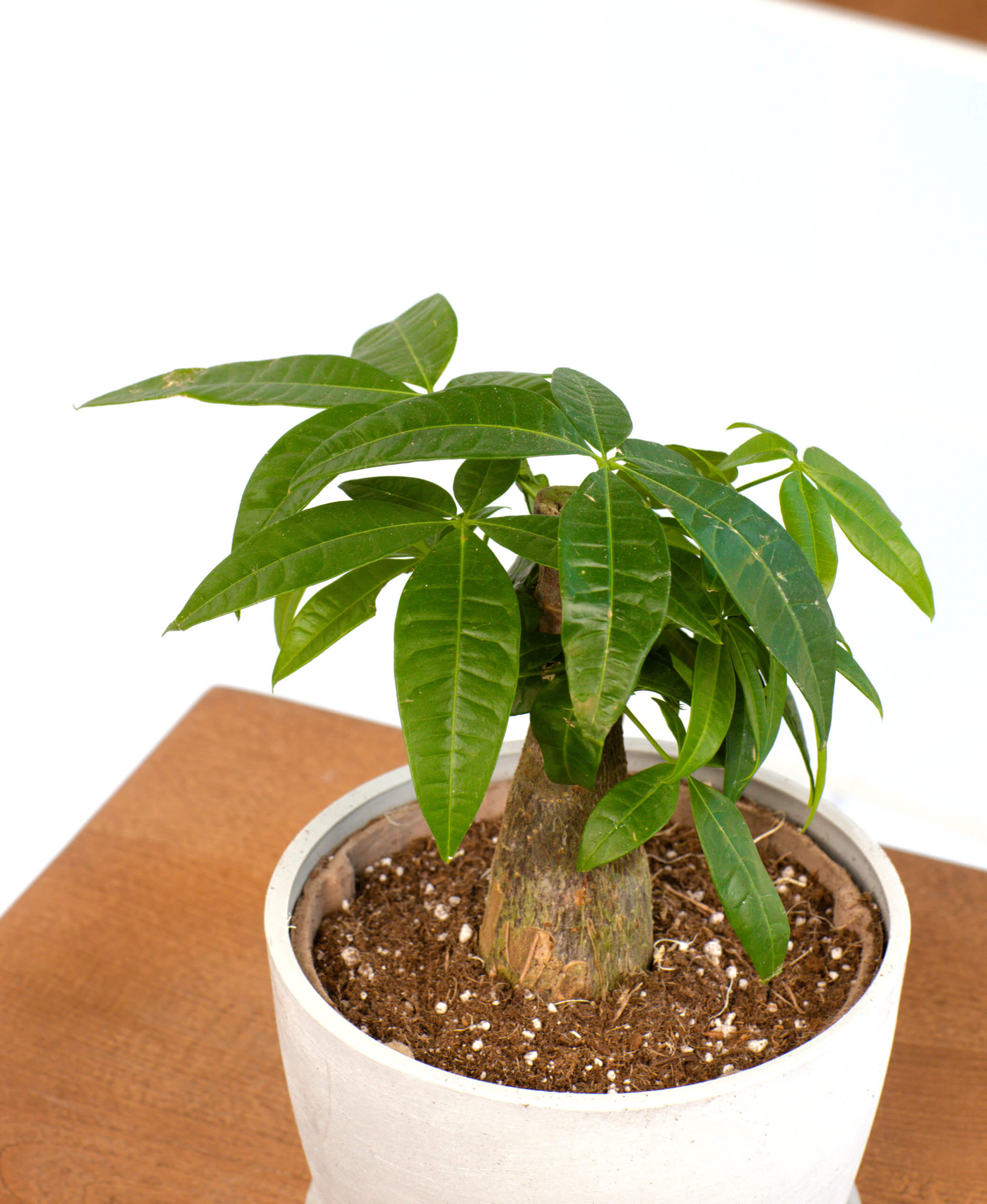 Buy Potted Mini Money Tree Indoor Plant | Bloomscape