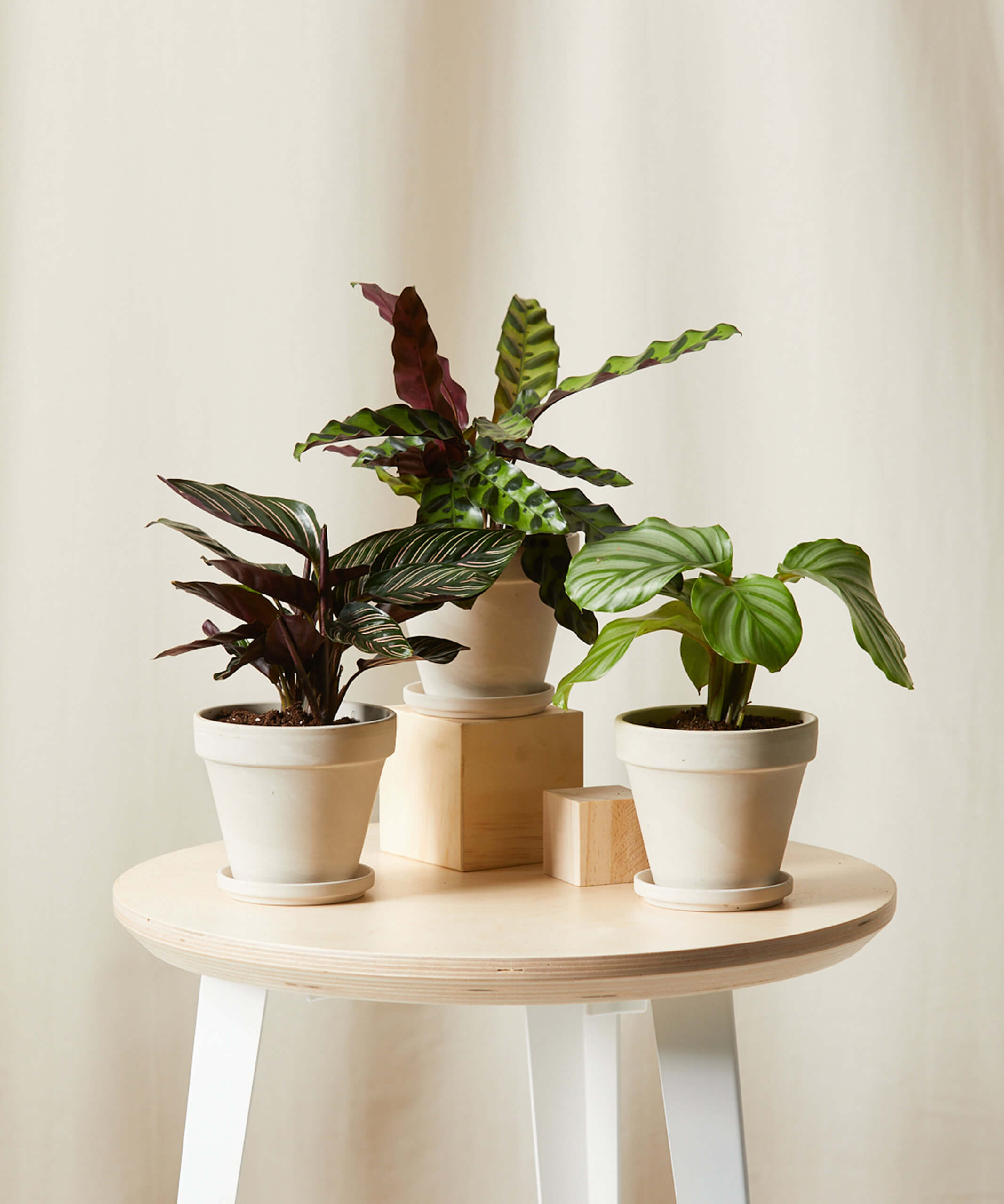 Calathea Collection