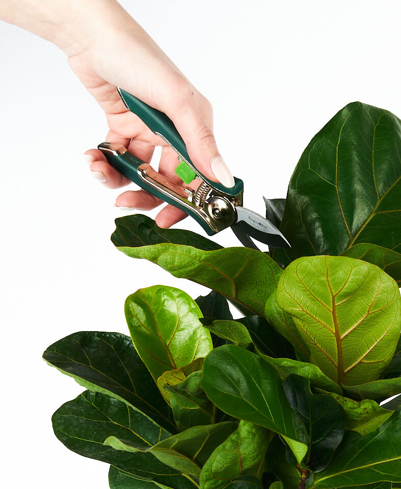 Buy Bloomscape Houseplant Pruner