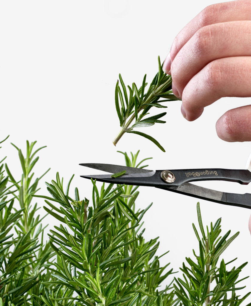 Buy Bloomscape Pruning Scissors