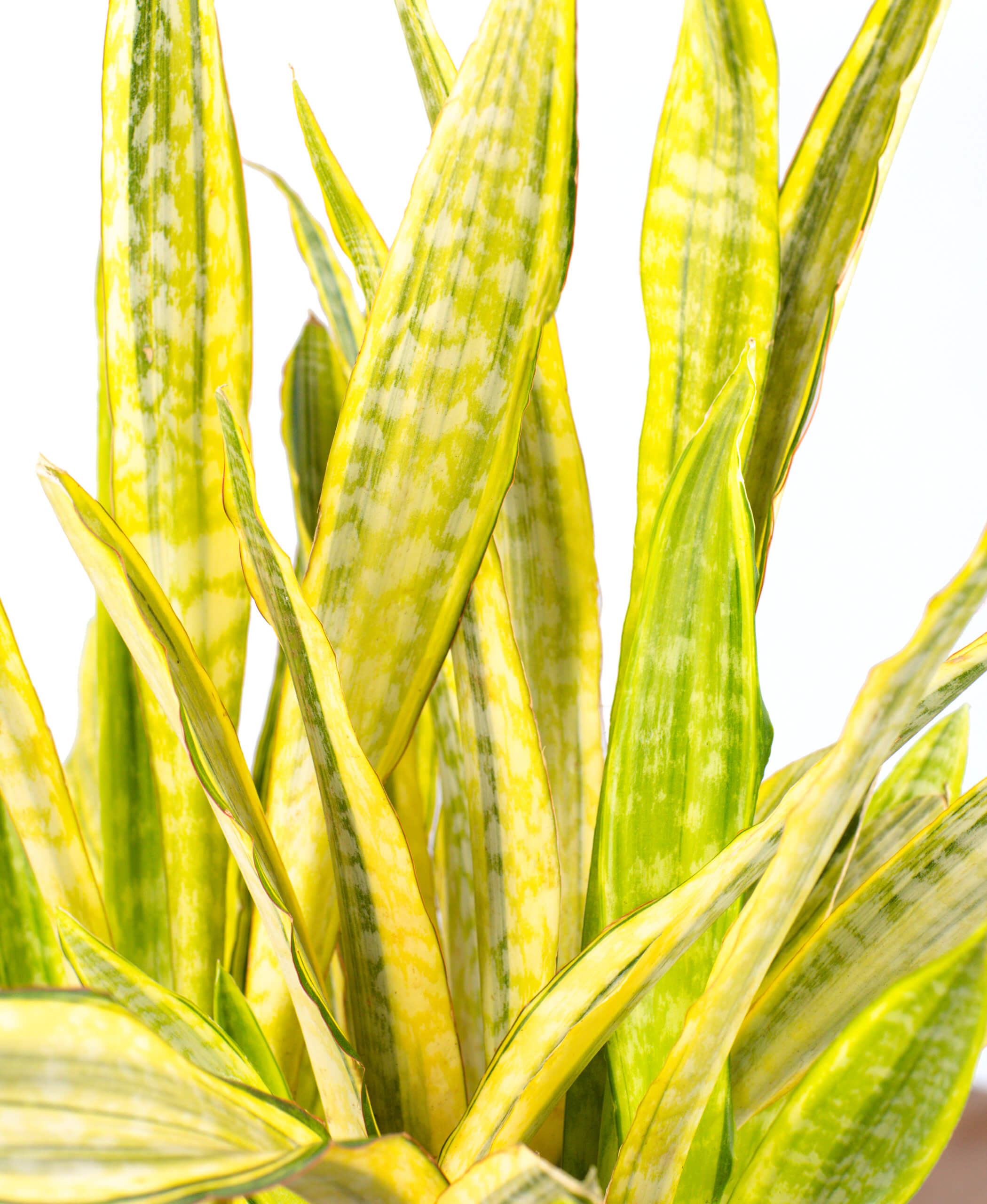 Buy Potted Bloomscape Sansevieria Lauren Indoor Plant