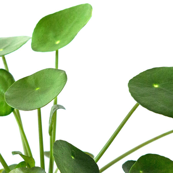Pilea
