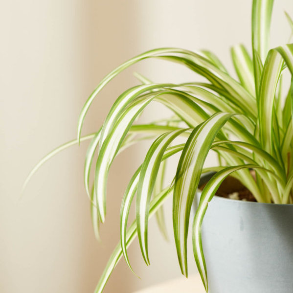 How to Grow Spider Plants