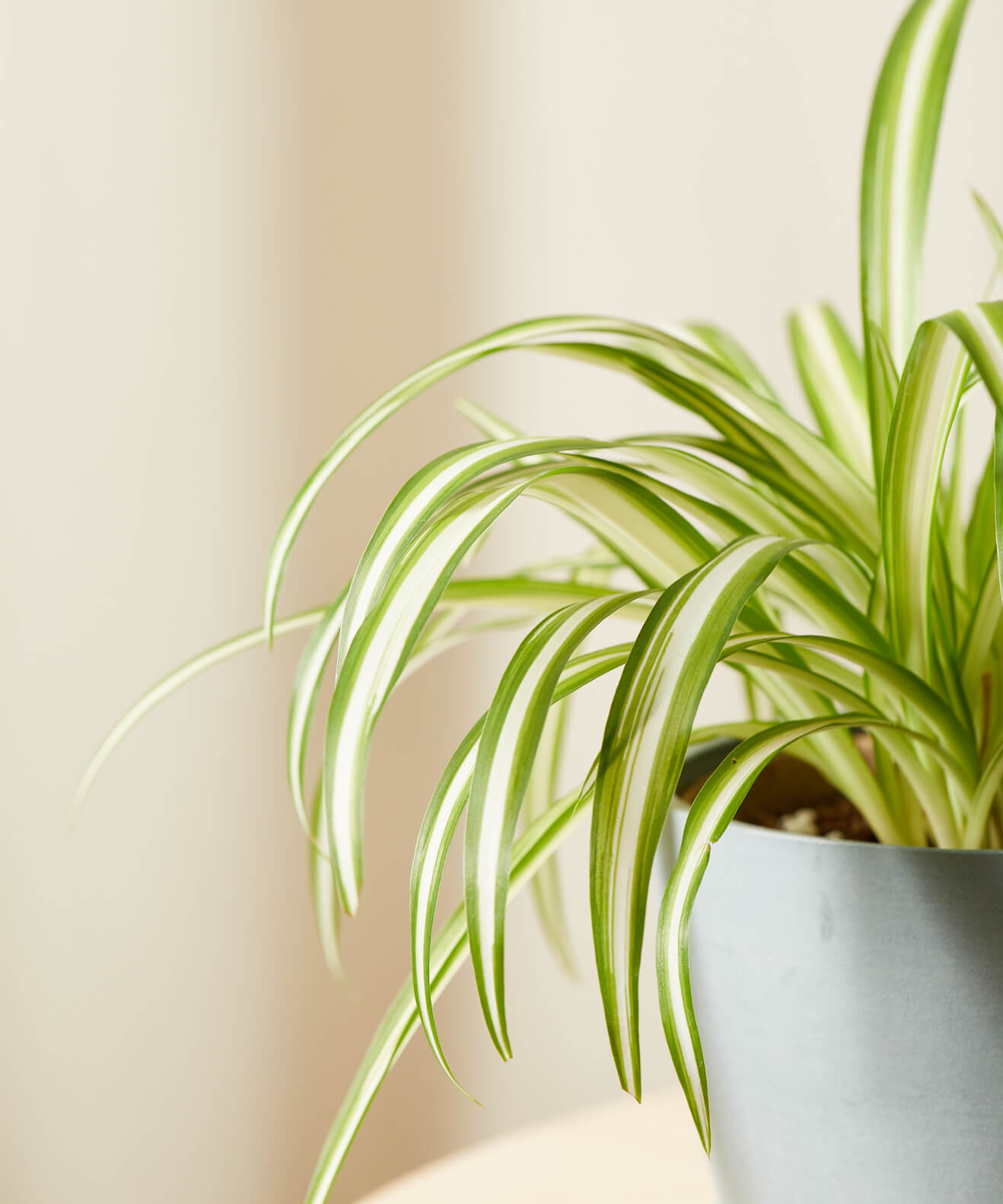 are spider plants toxic to dogs