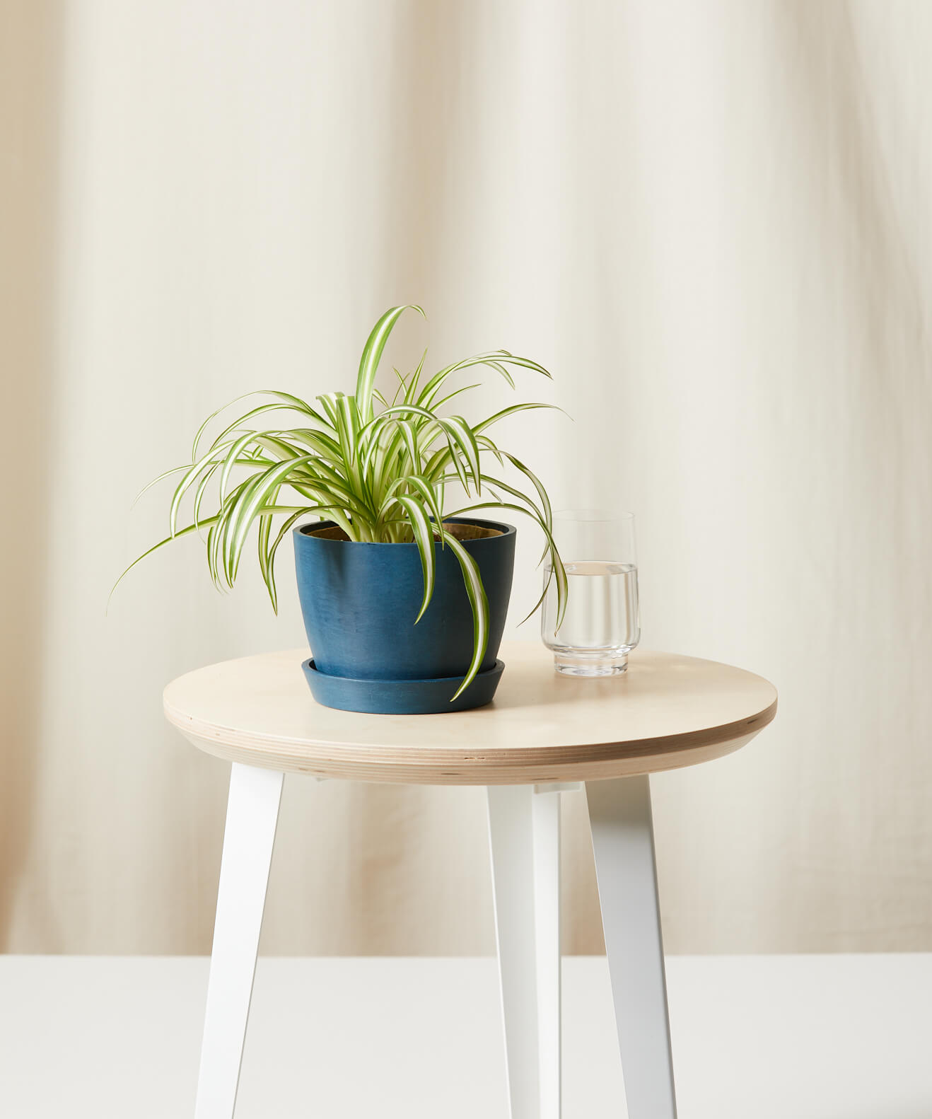 Spider Plant 101: How to Care for Spider Plants