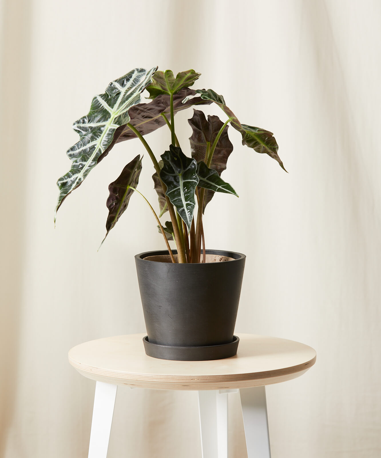 Alocasia Polly