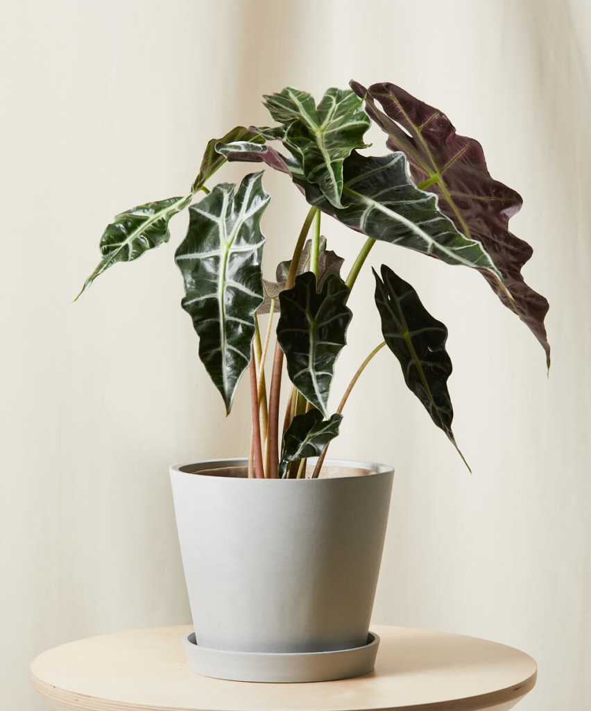 Fastia 101: How to Care for Fatsias | Bloomscape