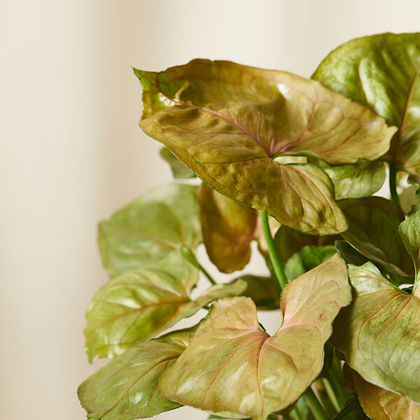 How to Care for Arrowhead Plant 