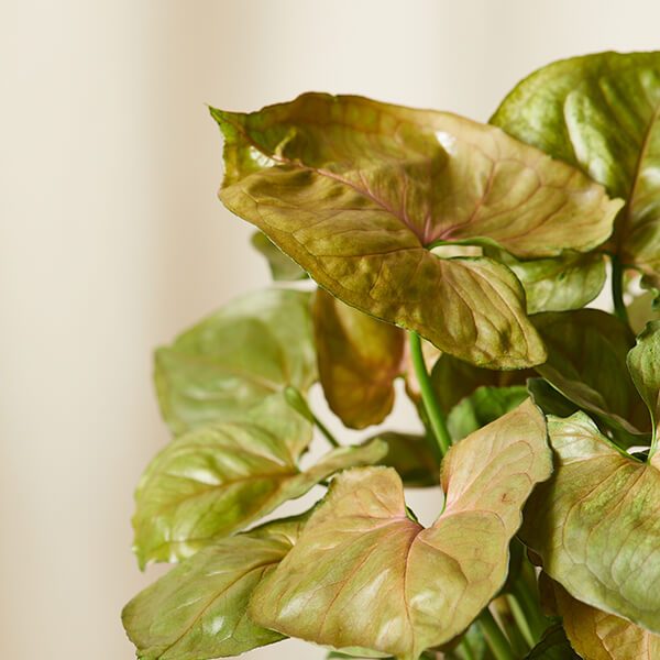 Arrowhead Plant 101 How To Care For Arrowheads Bloomscape Arrowhead Plant 101 How To Care For Arrowheads Bloomscape