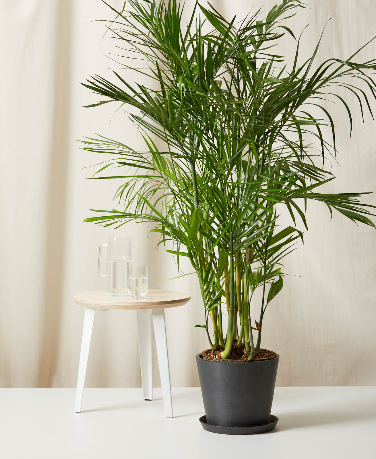 Buy Large, Potted Bamboo Palm Indoor Plant Bloomscape