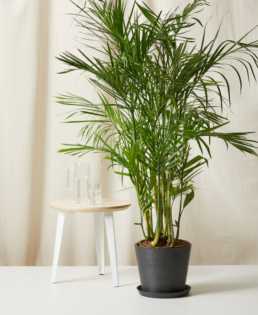 Buy Bloomscape Potted Bamboo Palm