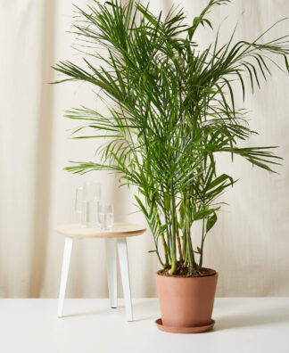 Buy Bloomscape Potted Bamboo Palm