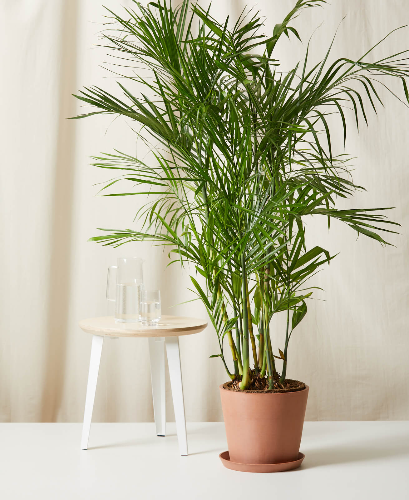 Bamboo Palm