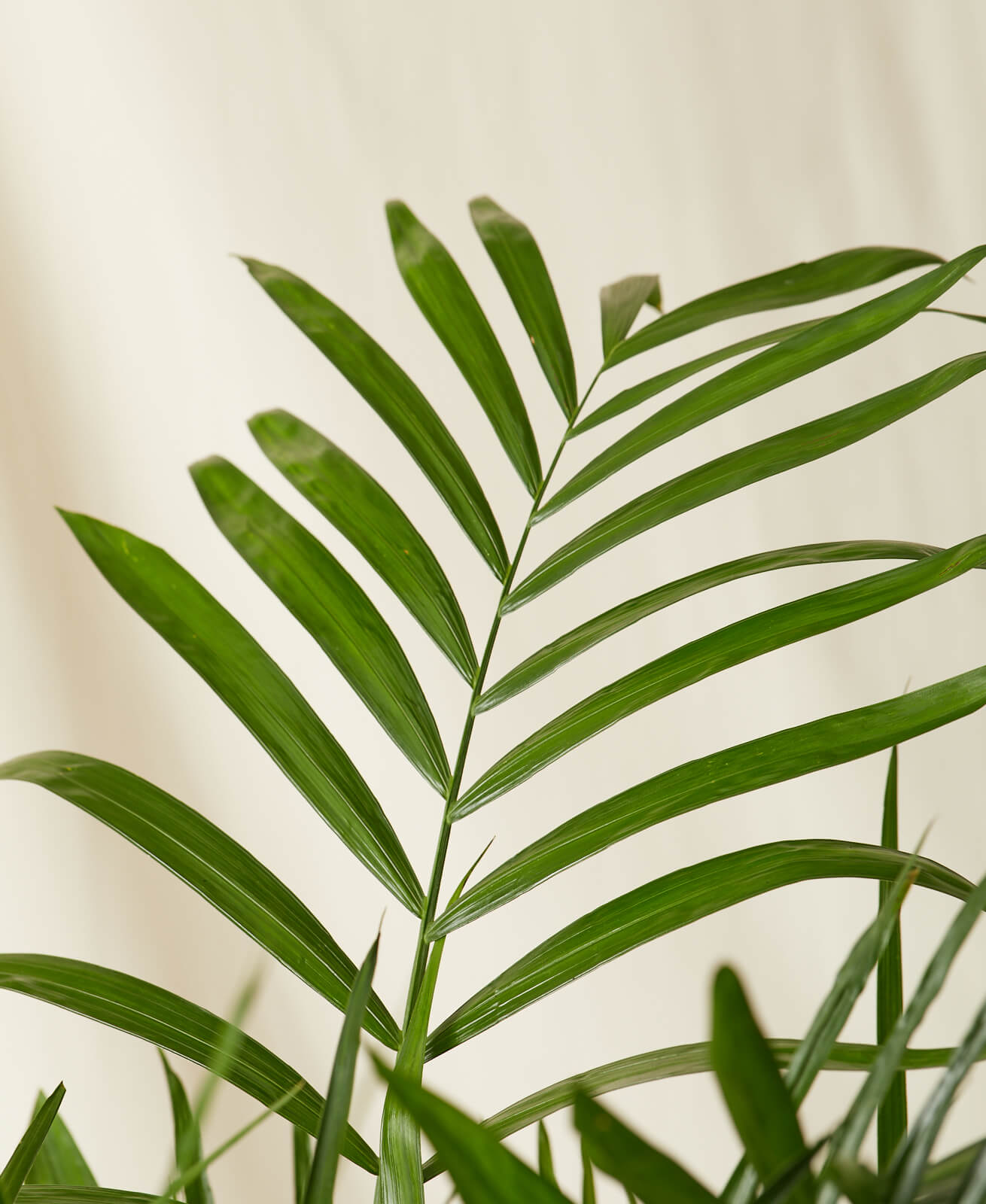 Bamboo Palm