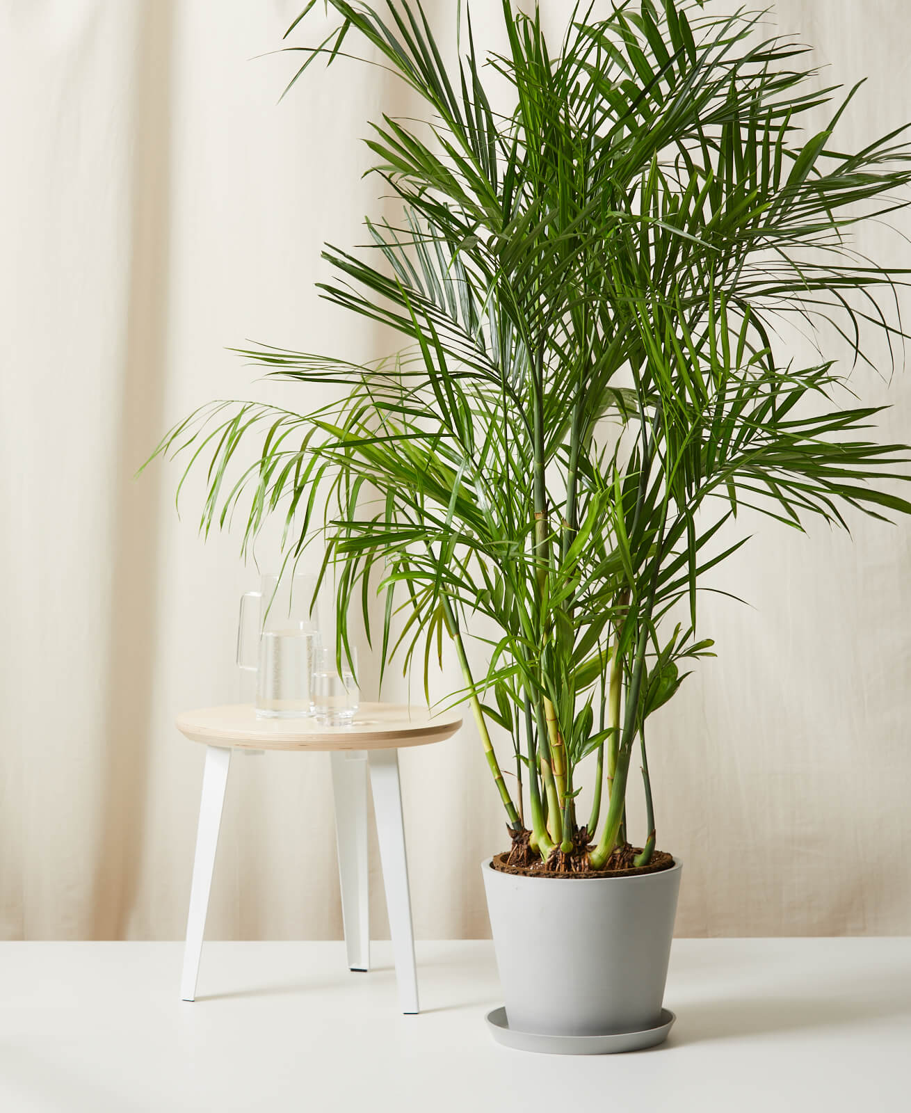 Buy Potted Bamboo Palm Indoor Plant | Bloomscape