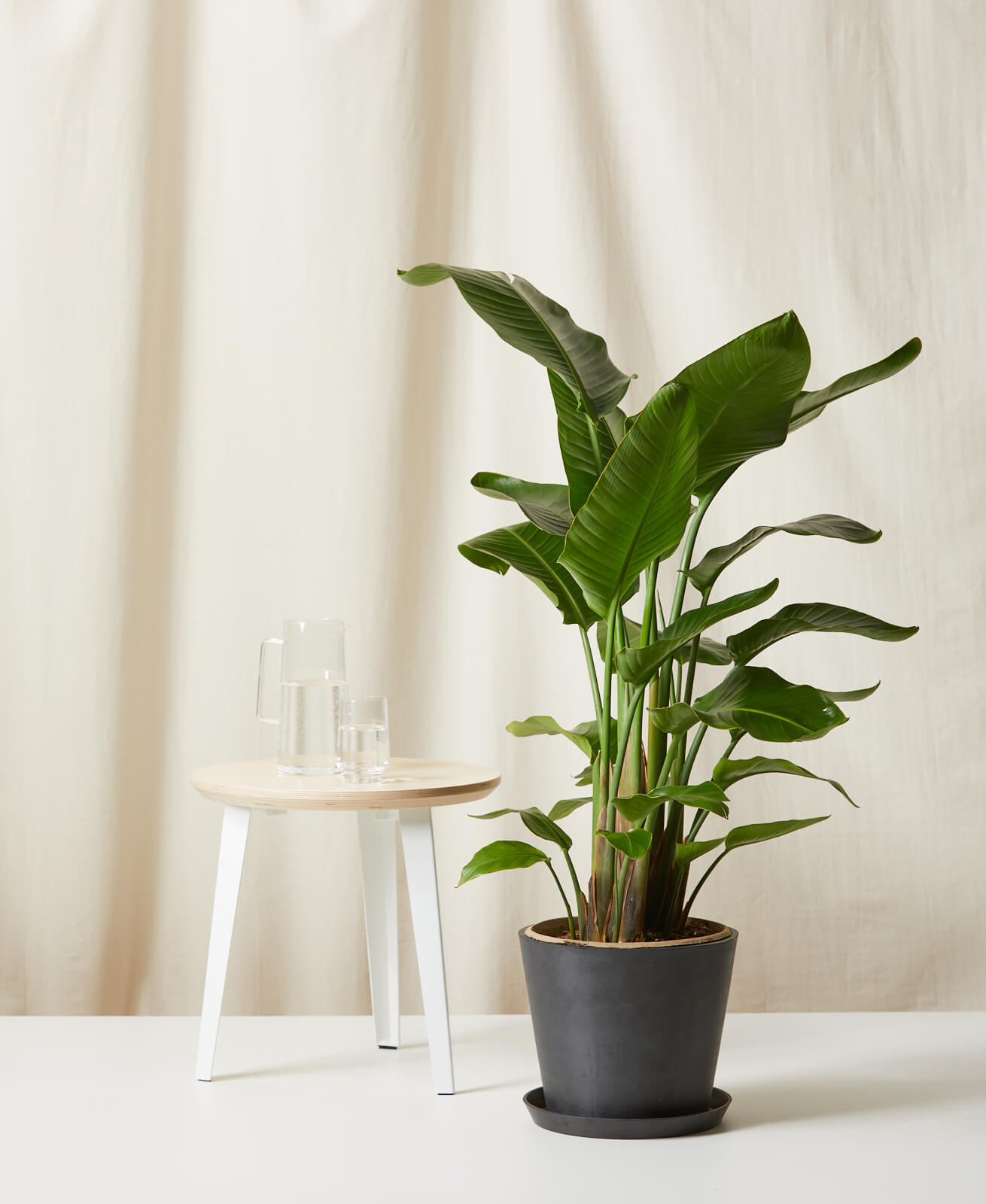 bloomscape_bird-of-paradise_charcoal