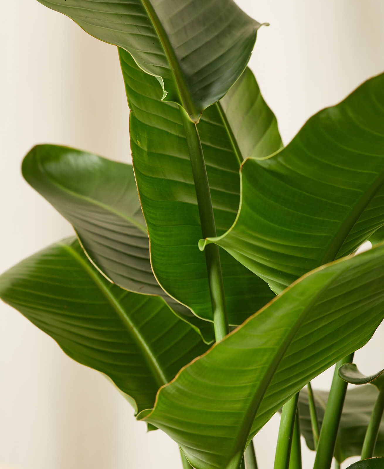 Buy Extra Large, Potted Bird of Paradise Indoor Plant | Bloomscape