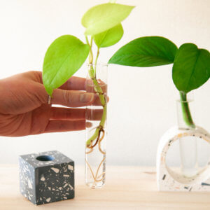 How to Propagate Trailing Plants in Water or Soil | Bloomscape