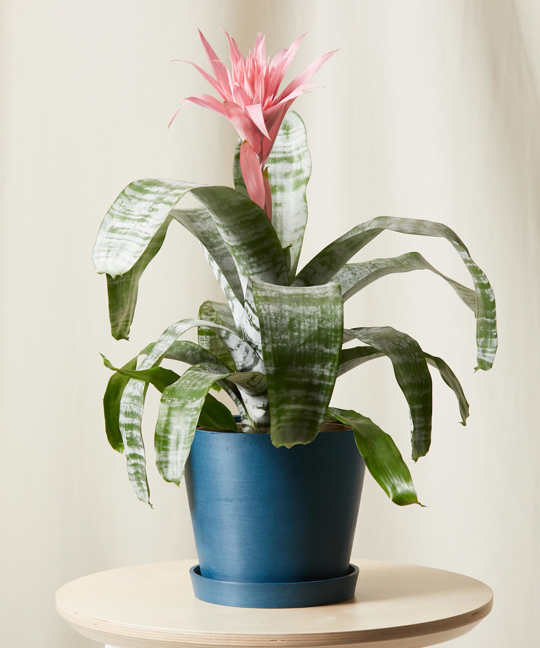 Buy Potted Bromeliad Aechmea Pink Indoor Plant | Bloomscape