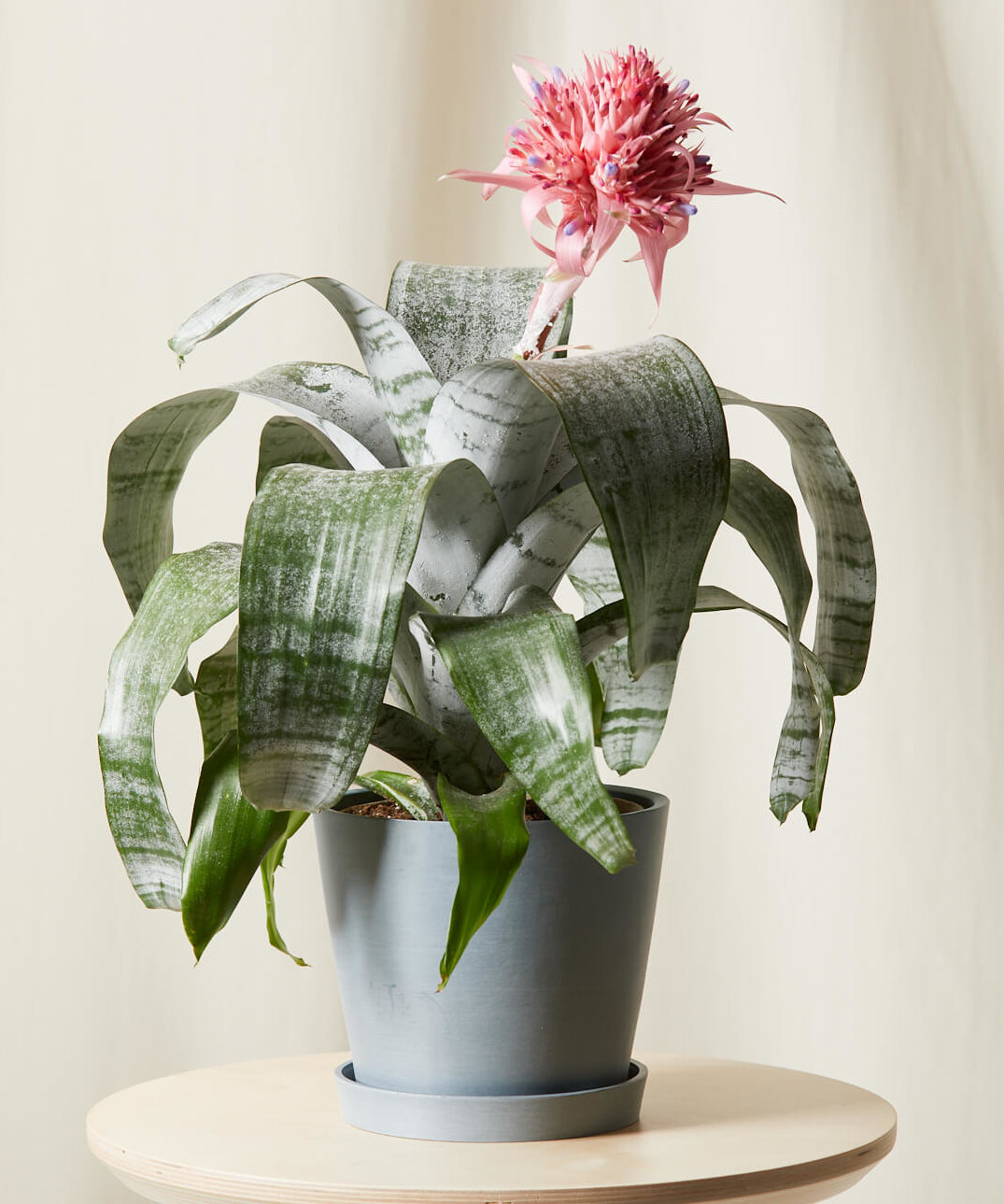 Bromeliad Silver Vase
