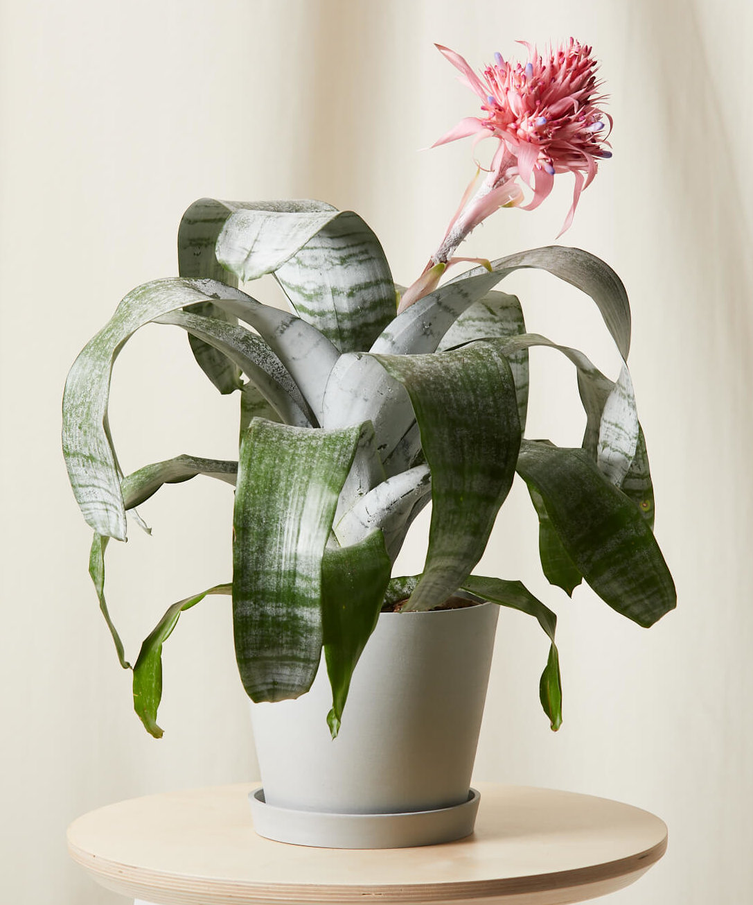 bloomscape_bromeliad-aechmea-pink_stone