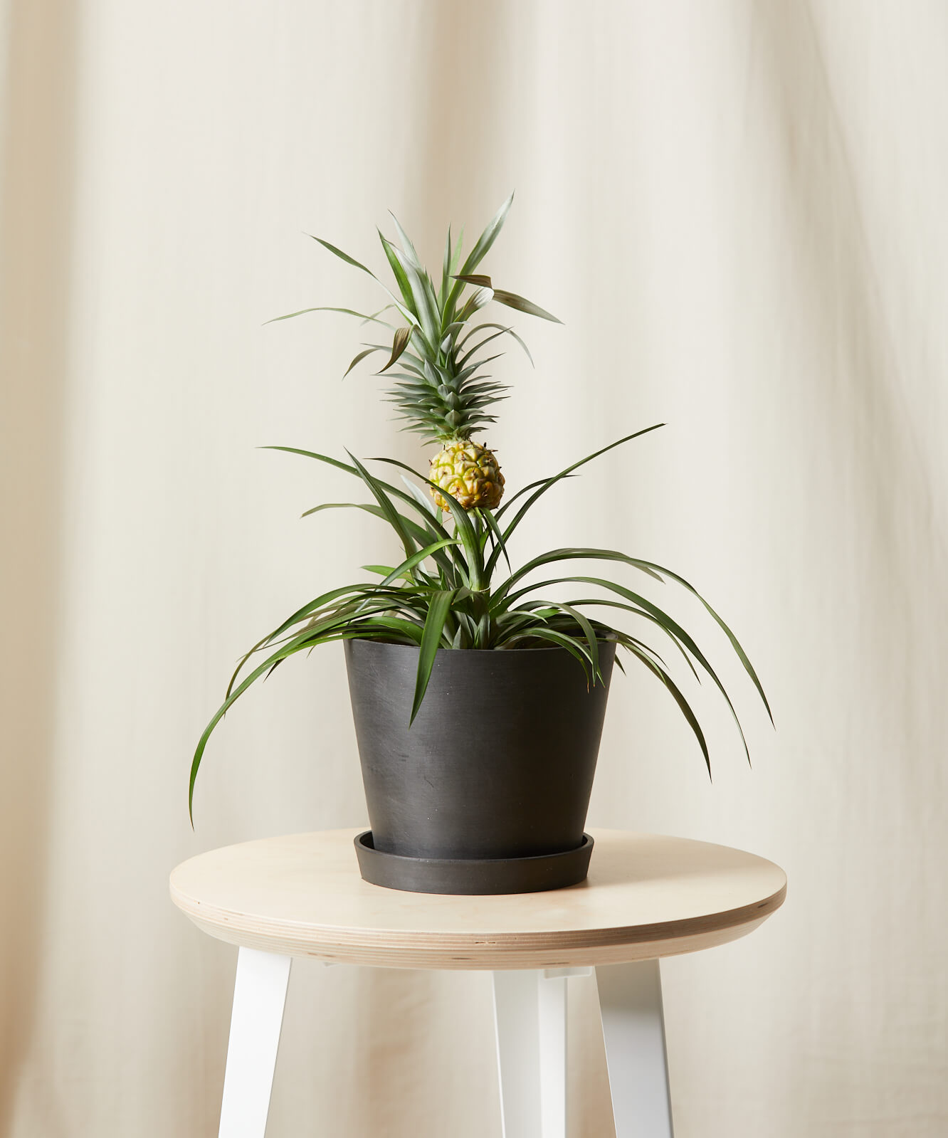 Buy Potted Bromeliad Pineapple Indoor Plant Bloomscape