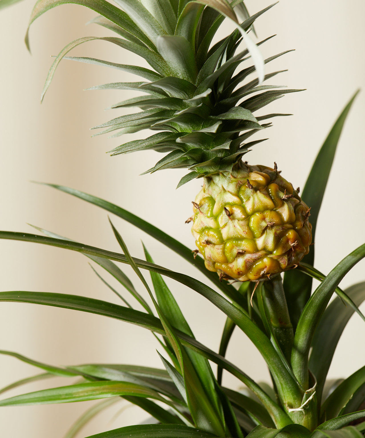 Buy Potted Bromeliad Pineapple Indoor Plant Bloomscape buy-potted-bromeliad-pineapple-indoor-plant-bloomscape