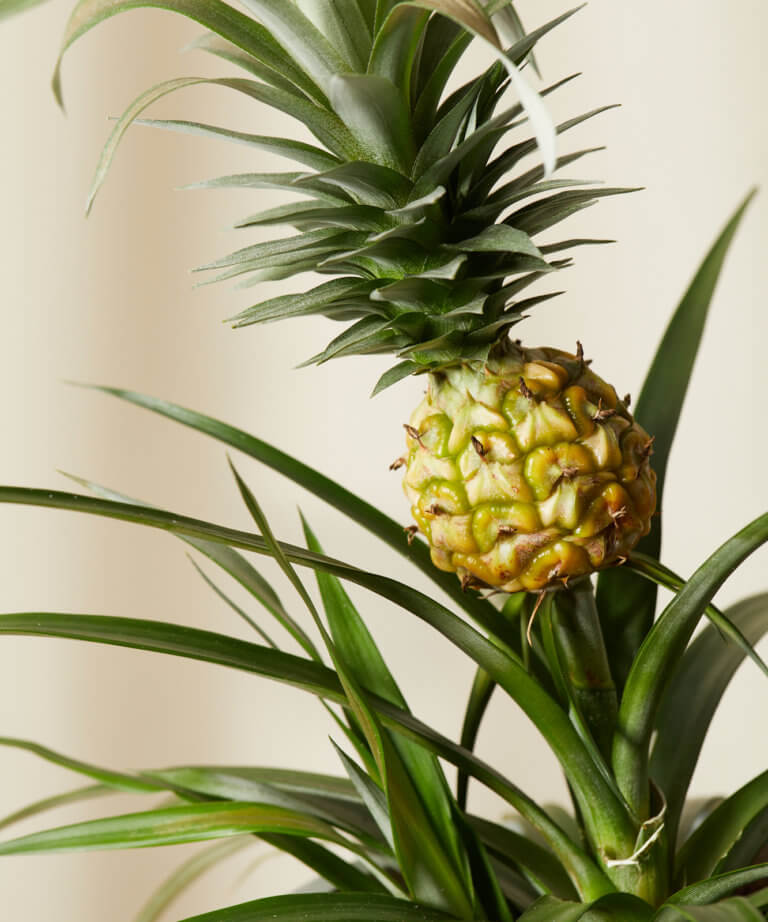 Buy Potted Bromeliad Pineapple Indoor Plant | Bloomscape