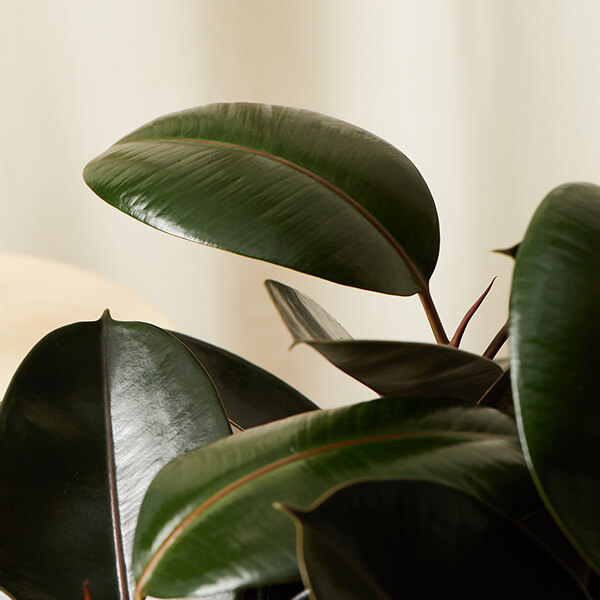 Burgundy Rubber Tree 101: How to Care for Rubber Trees