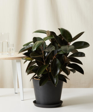 Buy Bloomscape Potted Burgundy Rubber Tree
