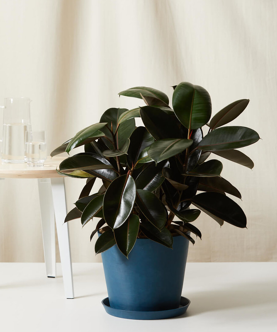 Buy Bloomscape Potted Burgundy Rubber Tree