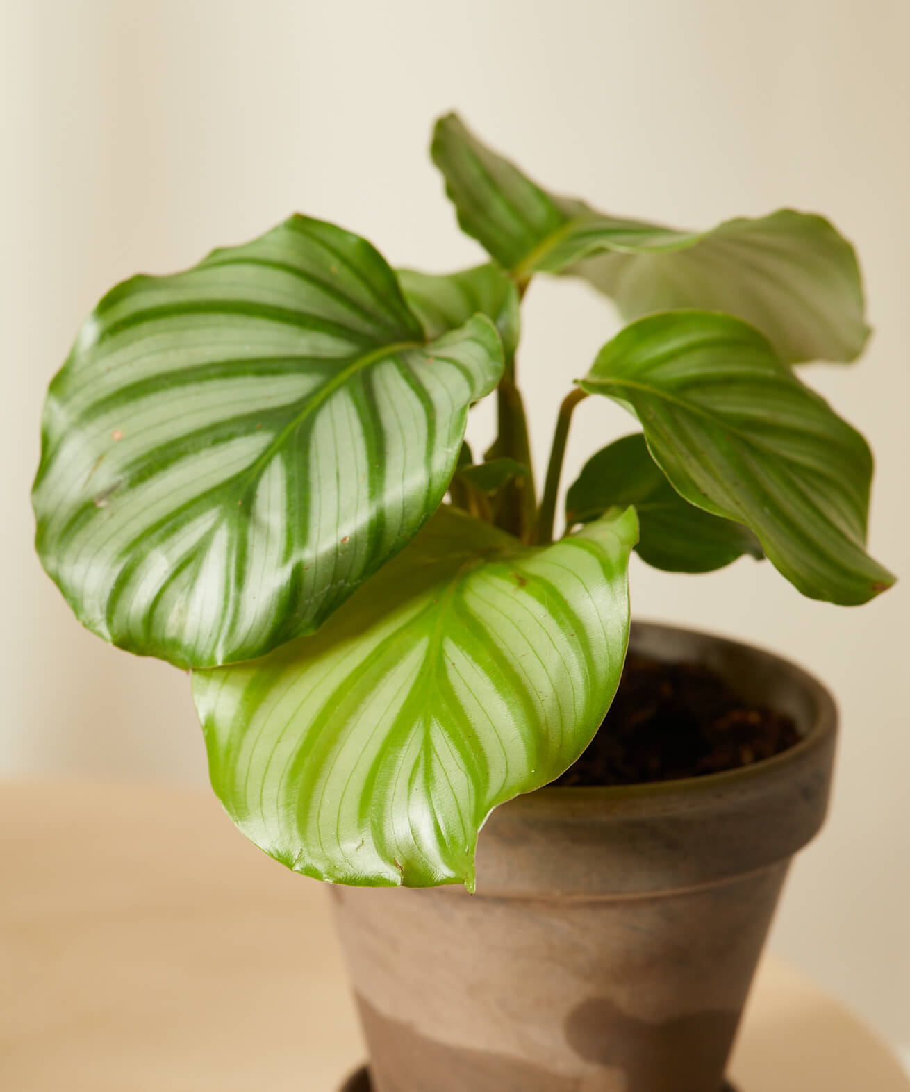 Buy Bloomscape Potted Calathea Collection