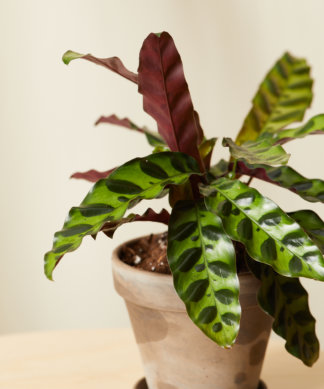 Buy Bloomscape Potted Calathea Collection