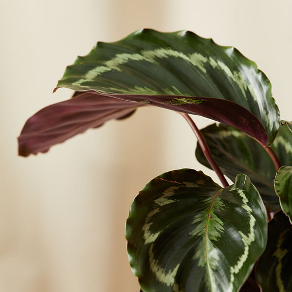 calathea plant care uk