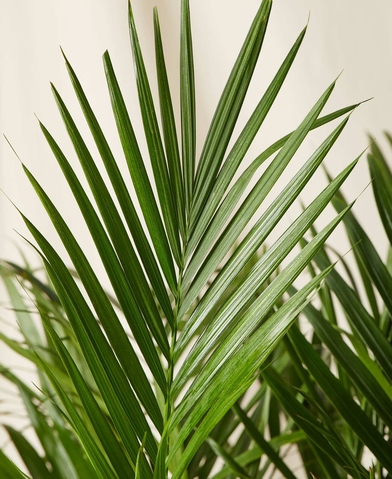 Buy Potted Cat Palm Indoor Plant | Bloomscape