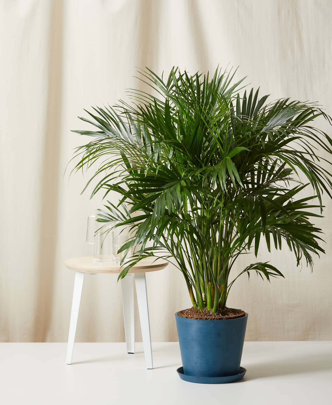 Buy Potted Cat Palm Indoor Plant Bloomscape