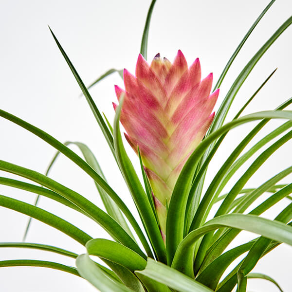 is bromeliad toxic to dogs