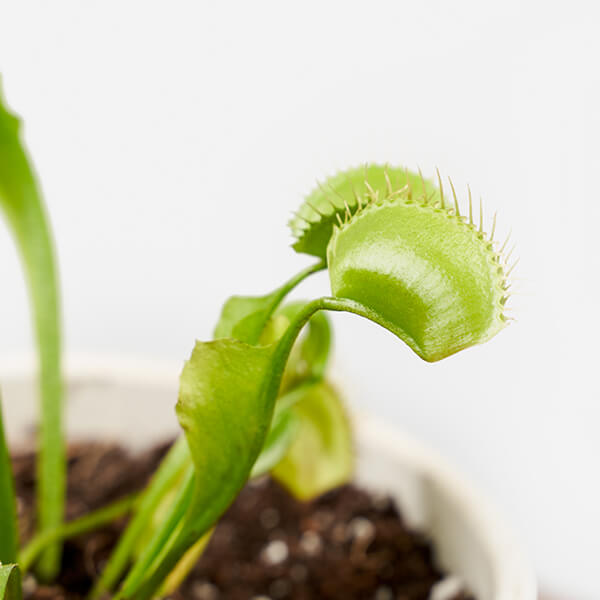 https://bloomscape.com/wp-content/uploads/2020/08/bloomscape_collections_carnivorous_venus-fly-trap_detail_600x600.jpg?ver=282342