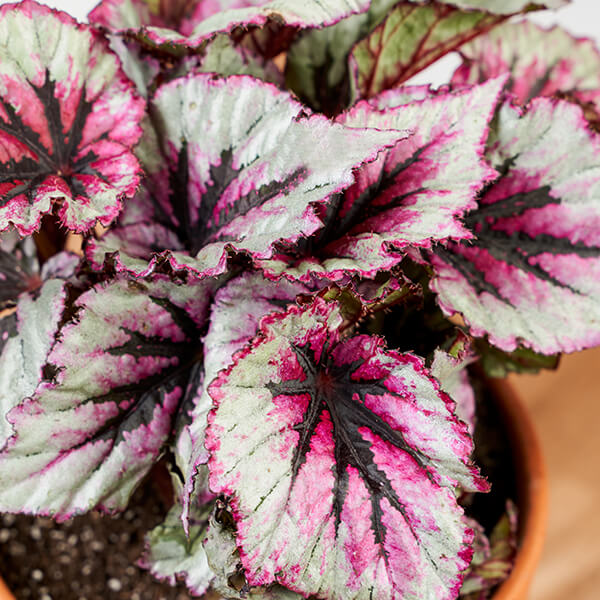 Begonia 101: How to Care for Begonias | Bloomscape