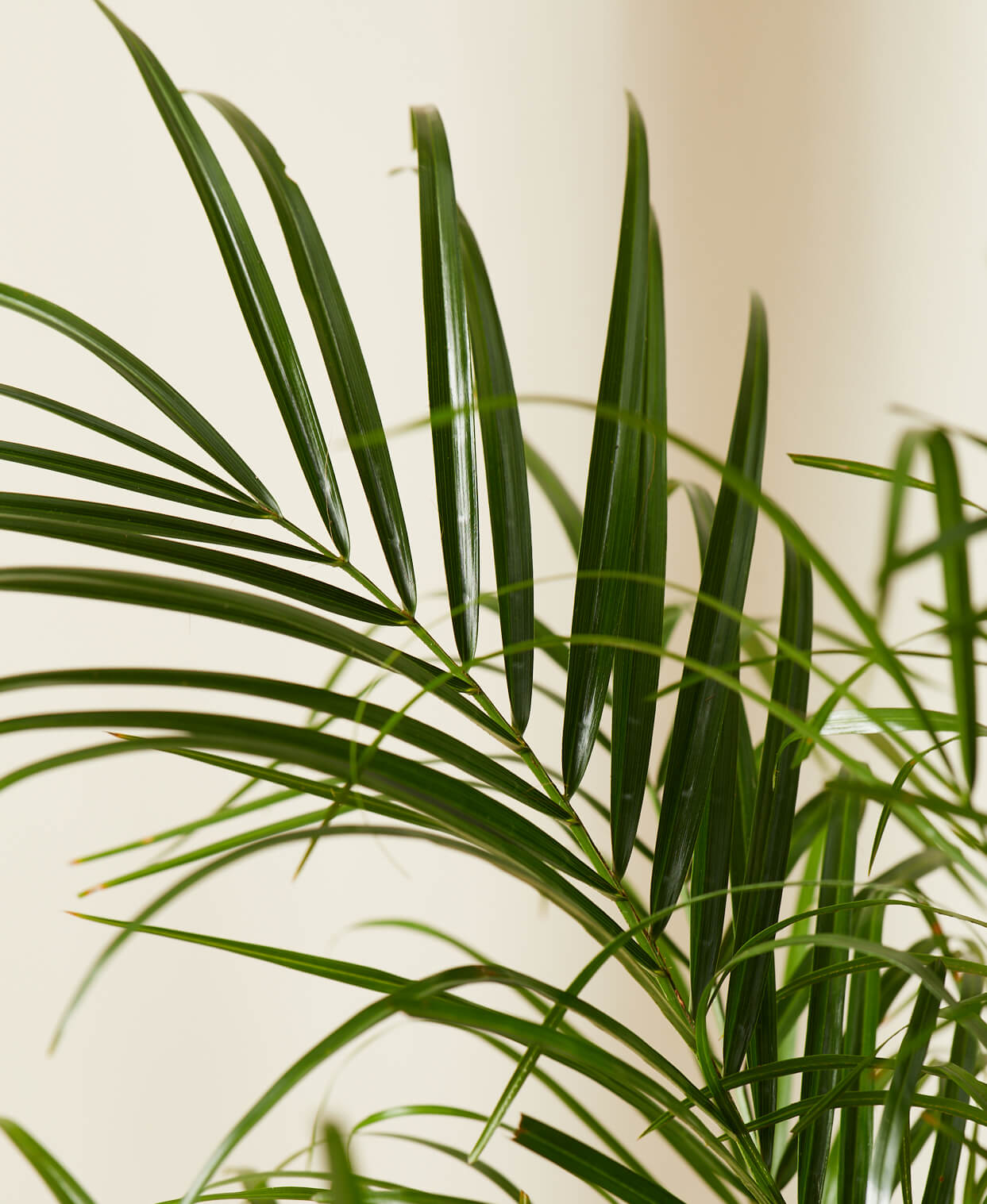 Buy Bloomscape Potted Date Palm