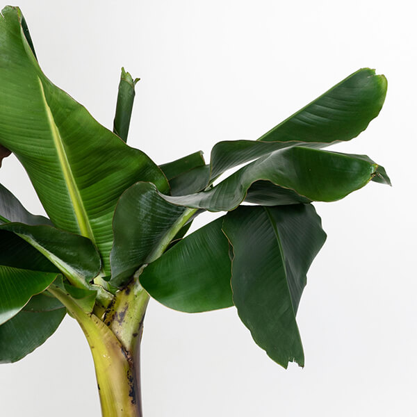 Dwarf Banana Tree Care