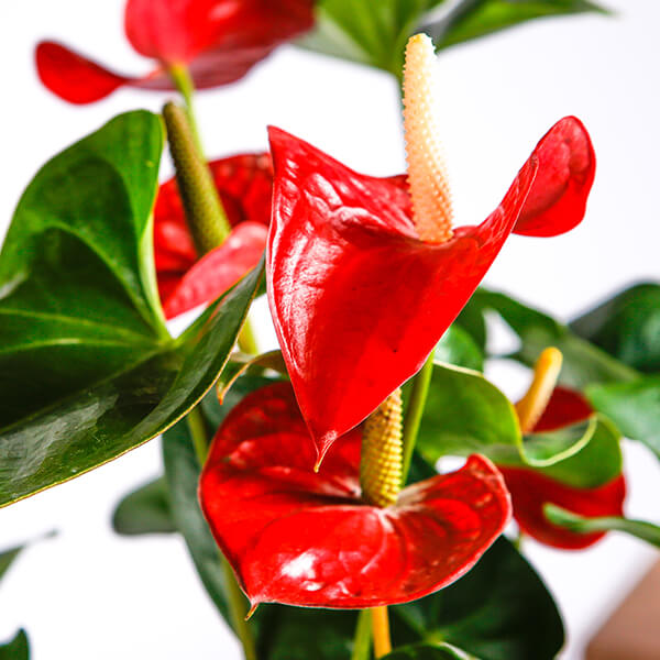 Anthurium 101: to for Anthuriums | Bloomscape