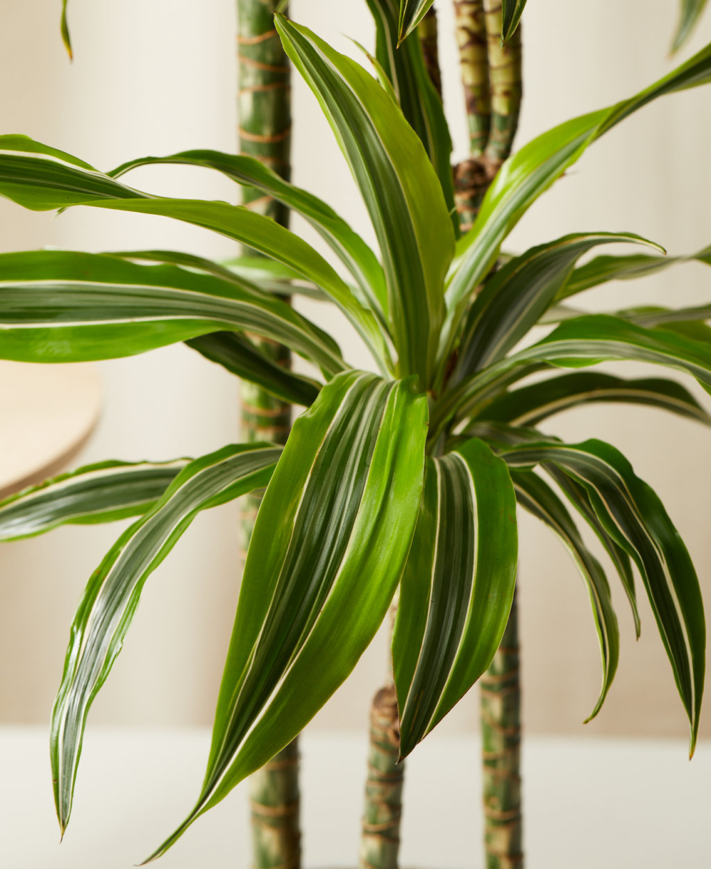 Dracaena Warneckii Gold Star